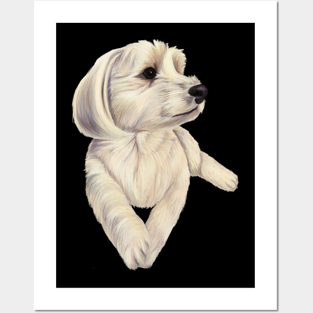 Havamalt - Maltese Havanese white dog Wall Art by Zak N mccarville